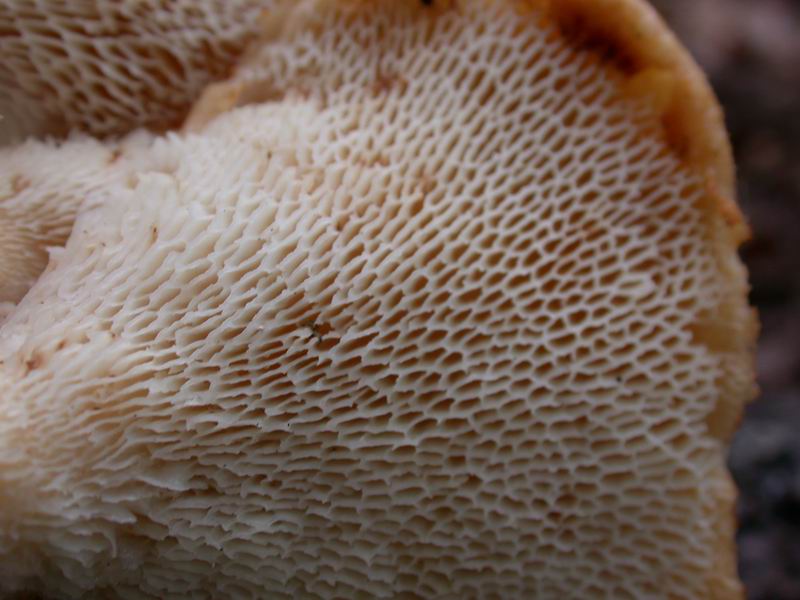 Polyporus forquignoni ?